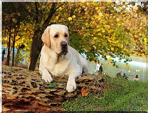 Labrador dog in the park