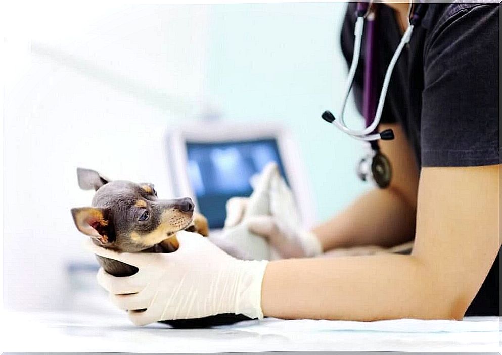 Magnetic resonance imaging in pets