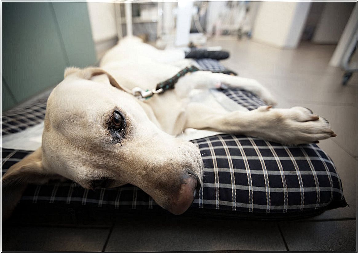 A sick white dog at the vet, an example of canine neosporosis.