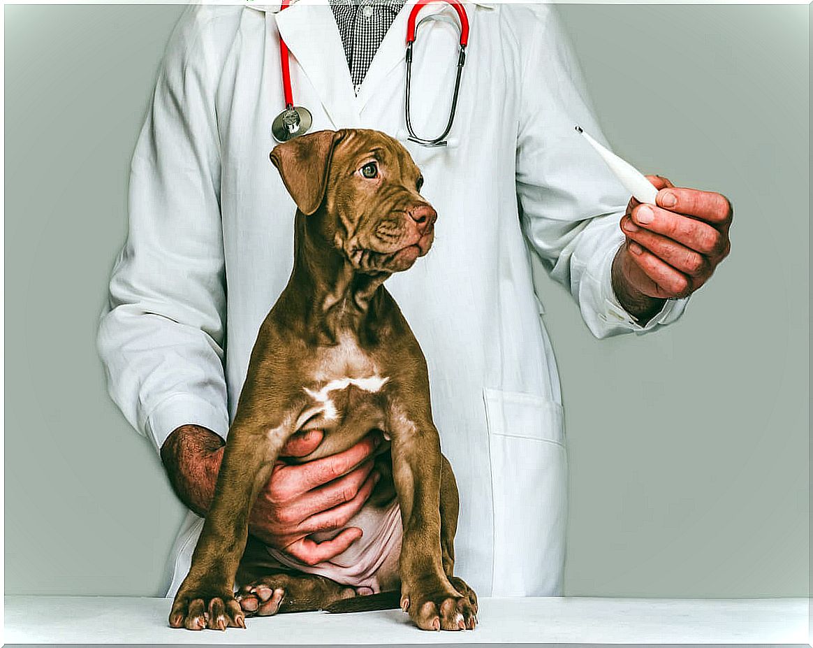 A dog with polycystic kidney disease.