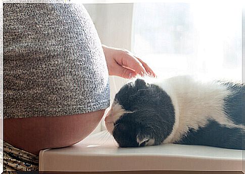 Pregnancy and Cat Myths: Do They Offer Risks?