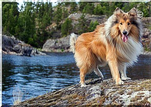 Names for long-haired dogs