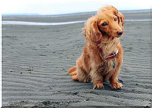 Cão na praia