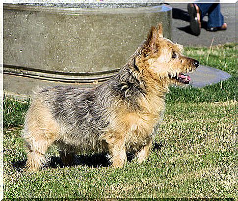 Norwich Terrier: Know This Dog Breed