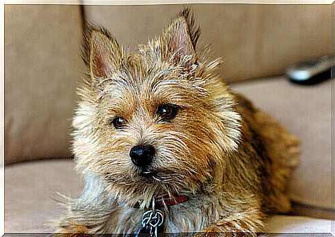 Norwich terrier: know this breed