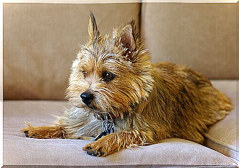 Meet the Norwich terrier