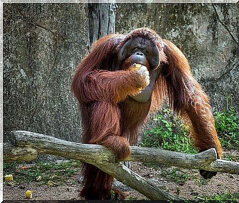 orangutan eating