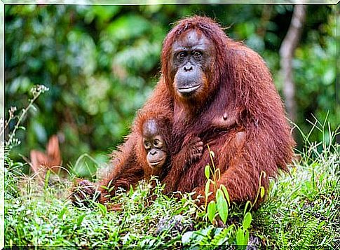 orangutan mother with cub