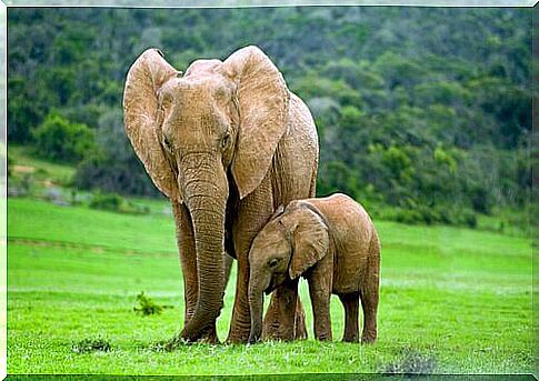 Elephant with cub