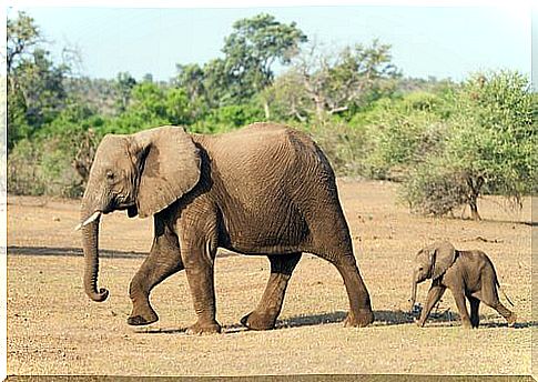 elephant with her cub