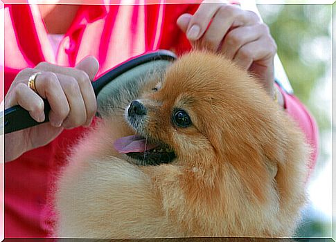 owner combing her dog