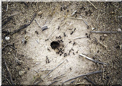 Pet insects: an anthill at home