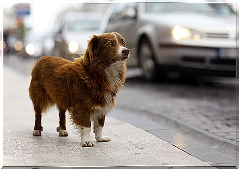 Photographic project wants to raise awareness about the large number of abandoned animals