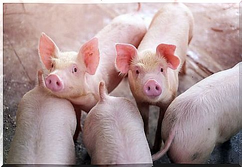 Pig farming: piglets