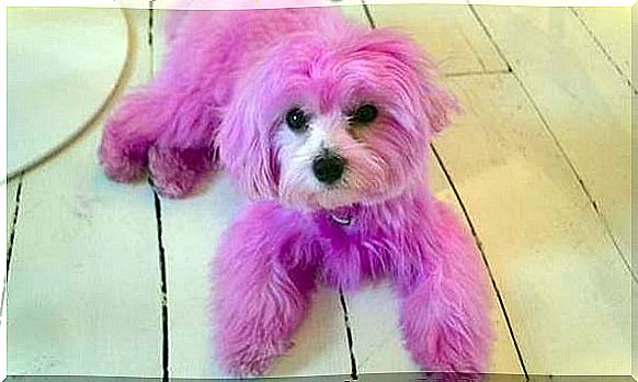 Police seek those responsible for painting a dog pink