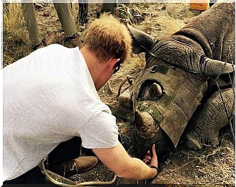 Prince of England saves rhinos