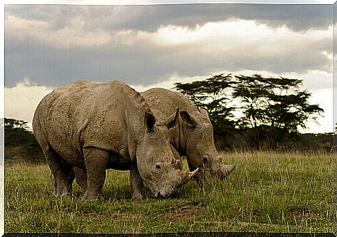 rhinos