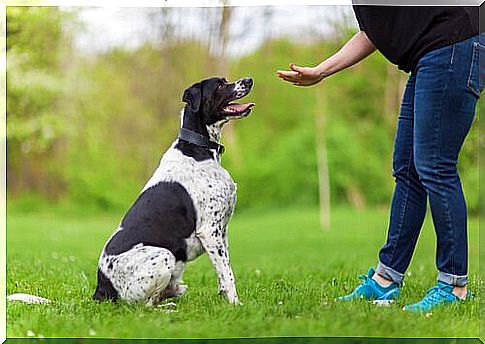 Psychology applied to dog training