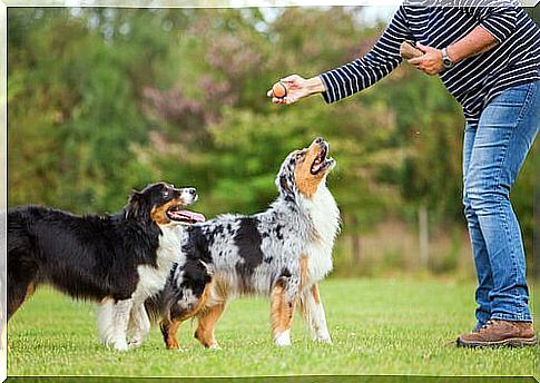 Dogs being trained