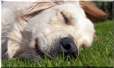 dog sleeping on the grass