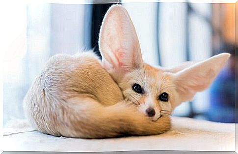 desert fox cub