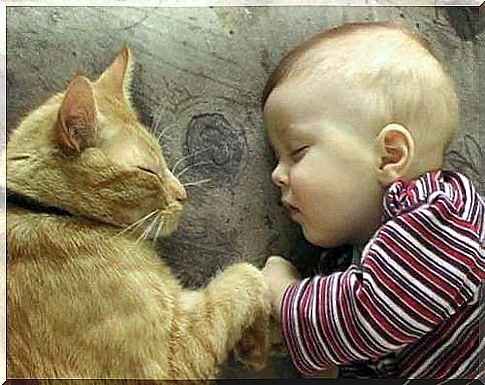 cat and baby sleeping