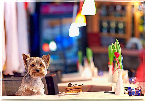 Restaurants where dogs can eat alone