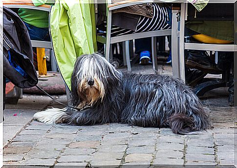 restaurant-for-dogs-1