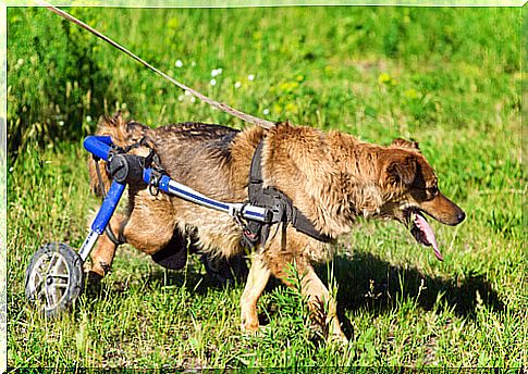 See what life is like for dogs in wheelchairs