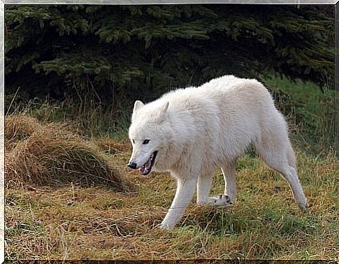 six breeds of wolves