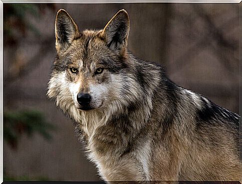 mexican gray wolf