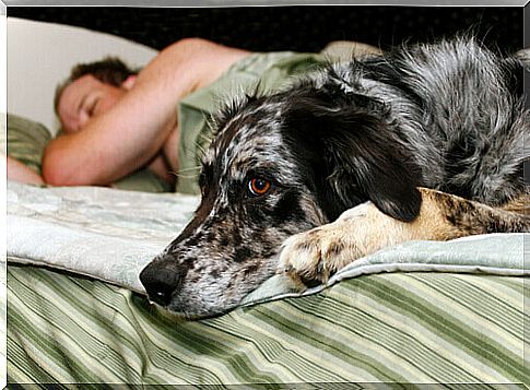 man sleeping with his dog