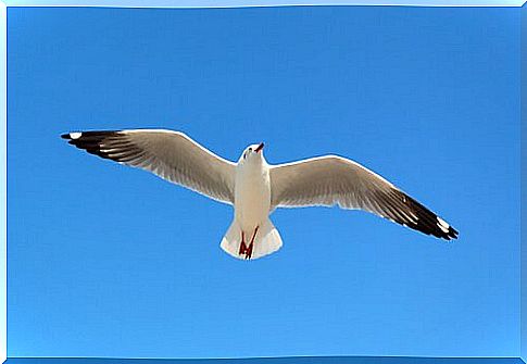 seagull flying