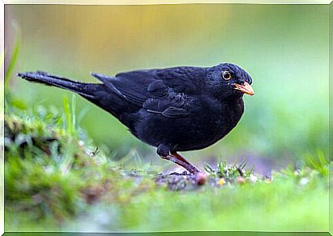 blackbird