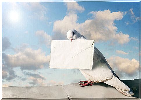 carrier pigeon