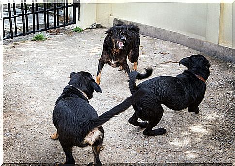 Spanish police rescued 230 dogs that were used in fights