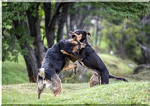 organized dog fights