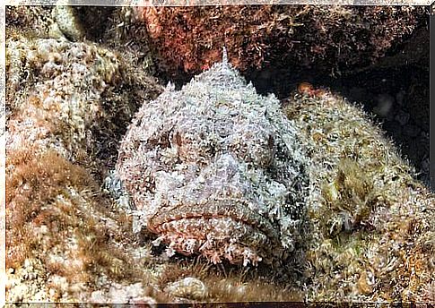 Stonefish, the almost invisible inhabitant of the reef