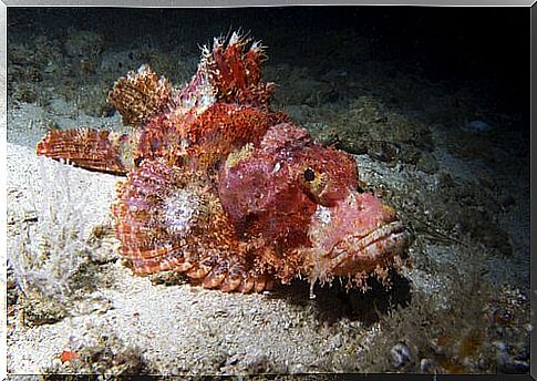 Camouflaged stonefish