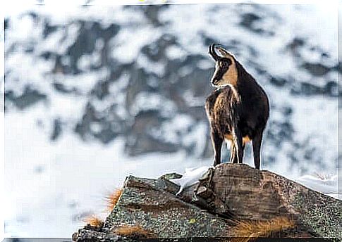 Suede, the goat of the Pyrenees