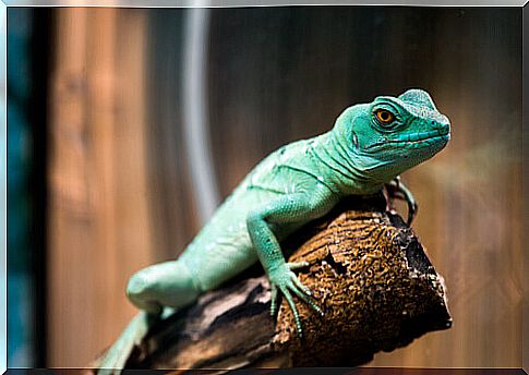 lizard on the trunk