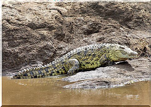 crocodile in its habitat