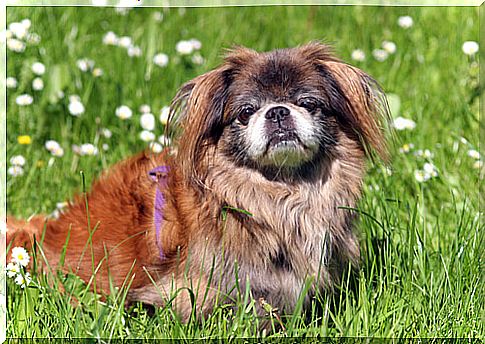 pekinese