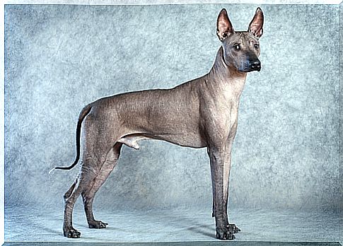 Cachorro da raça Xoloitzcuintle