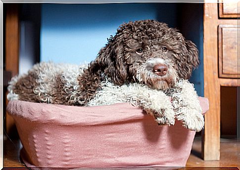 Lagotto-de-Romagnolo