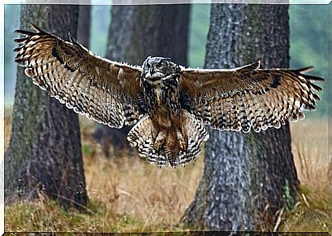 The amazing silent flight of owls