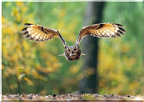 the amazing silent flight of owls