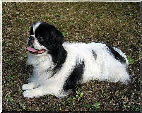 the aristocratic Japanese Chin