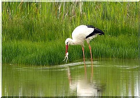 General characteristics of storks