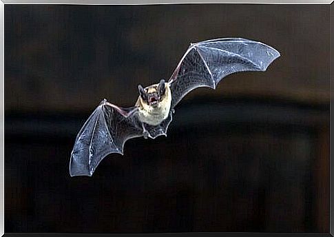 the curious flight of the bat